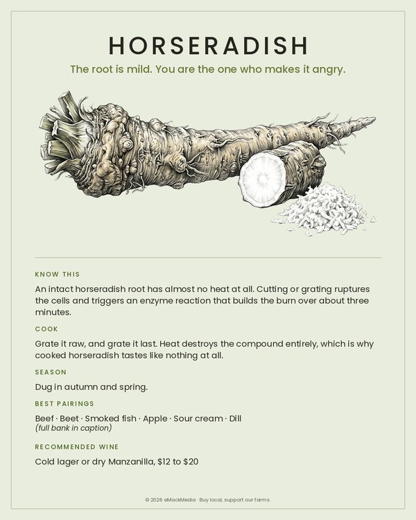 Horseradish card